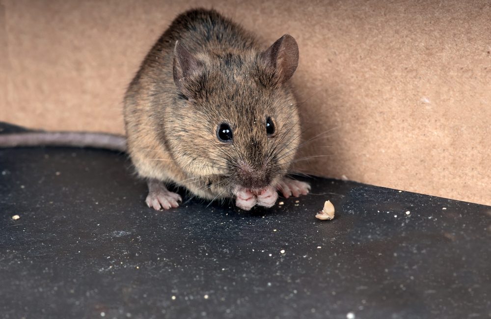 Mice - Common House Mouse