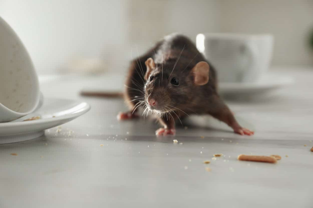 Rat in kitchen