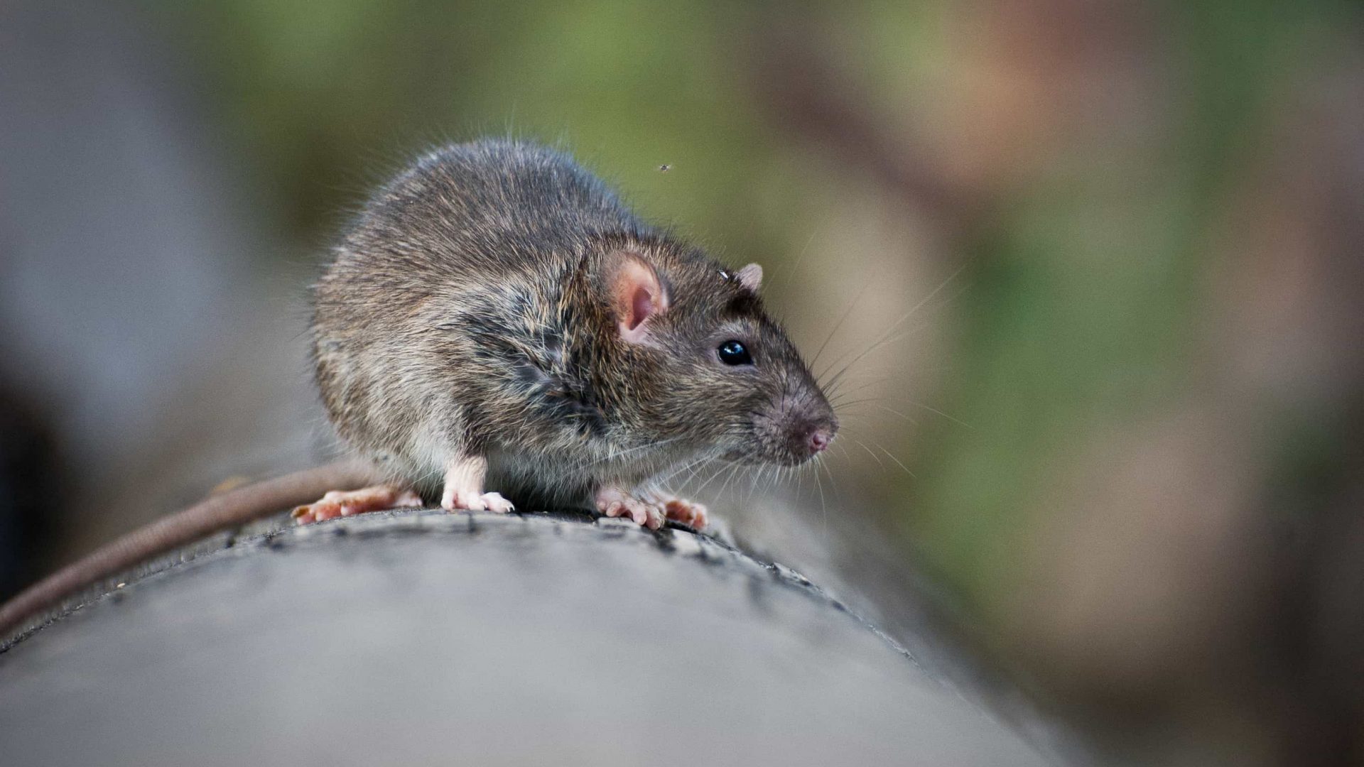 Rodent control - rat