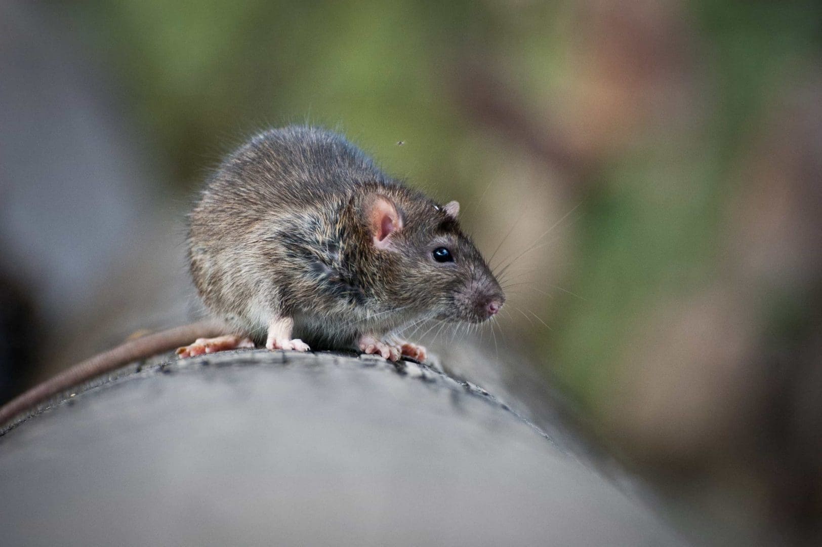 Rodent control - rat