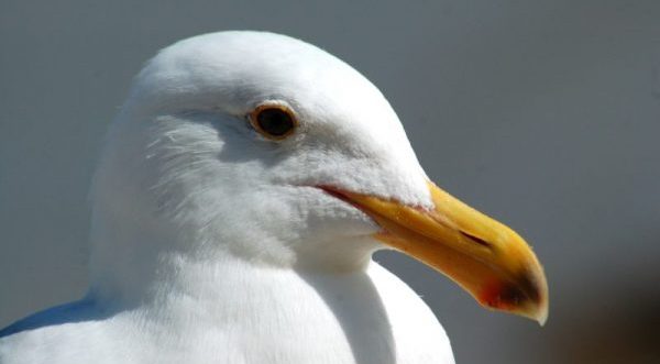 Gull control
