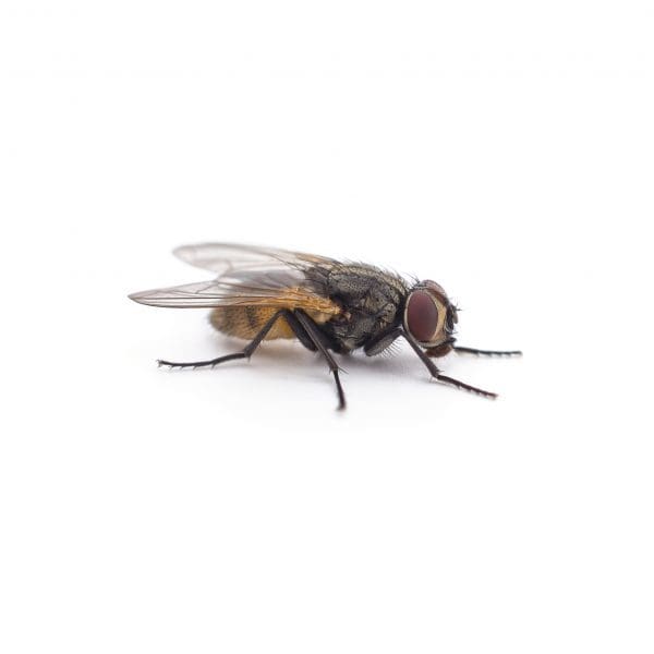 Lesser House Fly