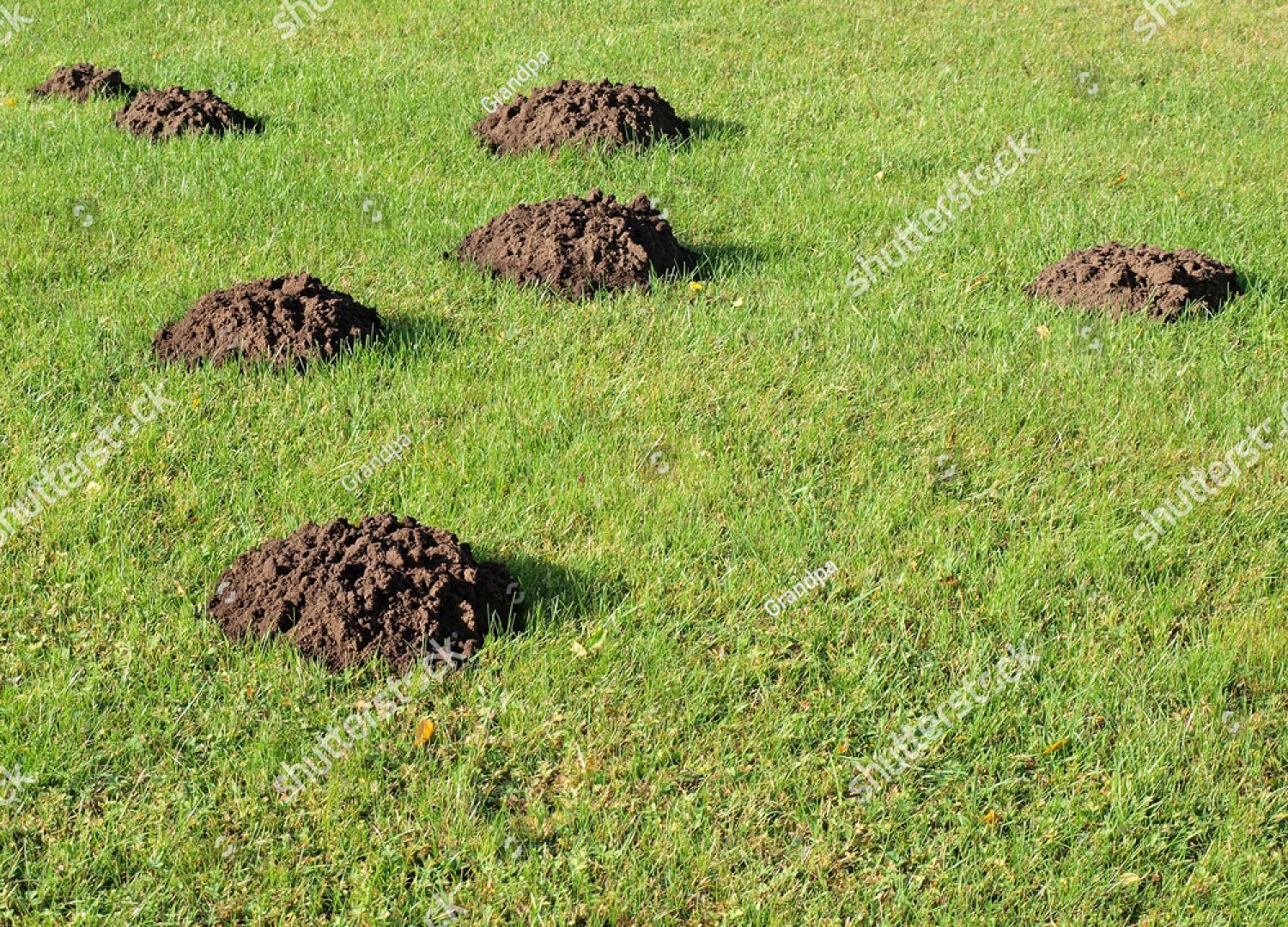 Mole hills - Mole pest control