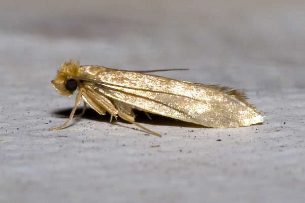 Textile Clothes Moth