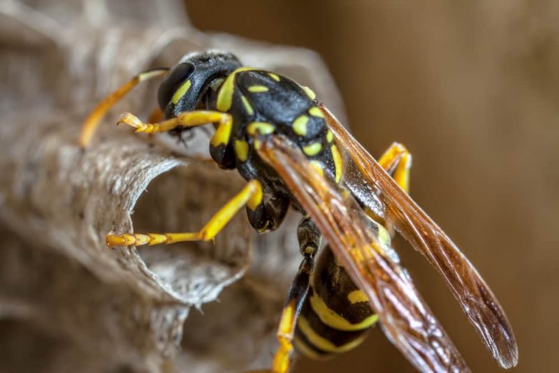 Wasp building a wasp nest