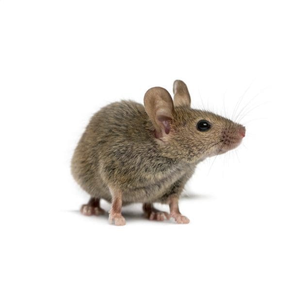 Commercial pest control