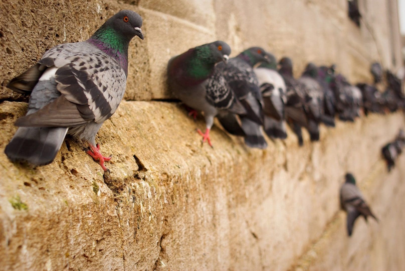 Pigeons on building - Pigeon Control