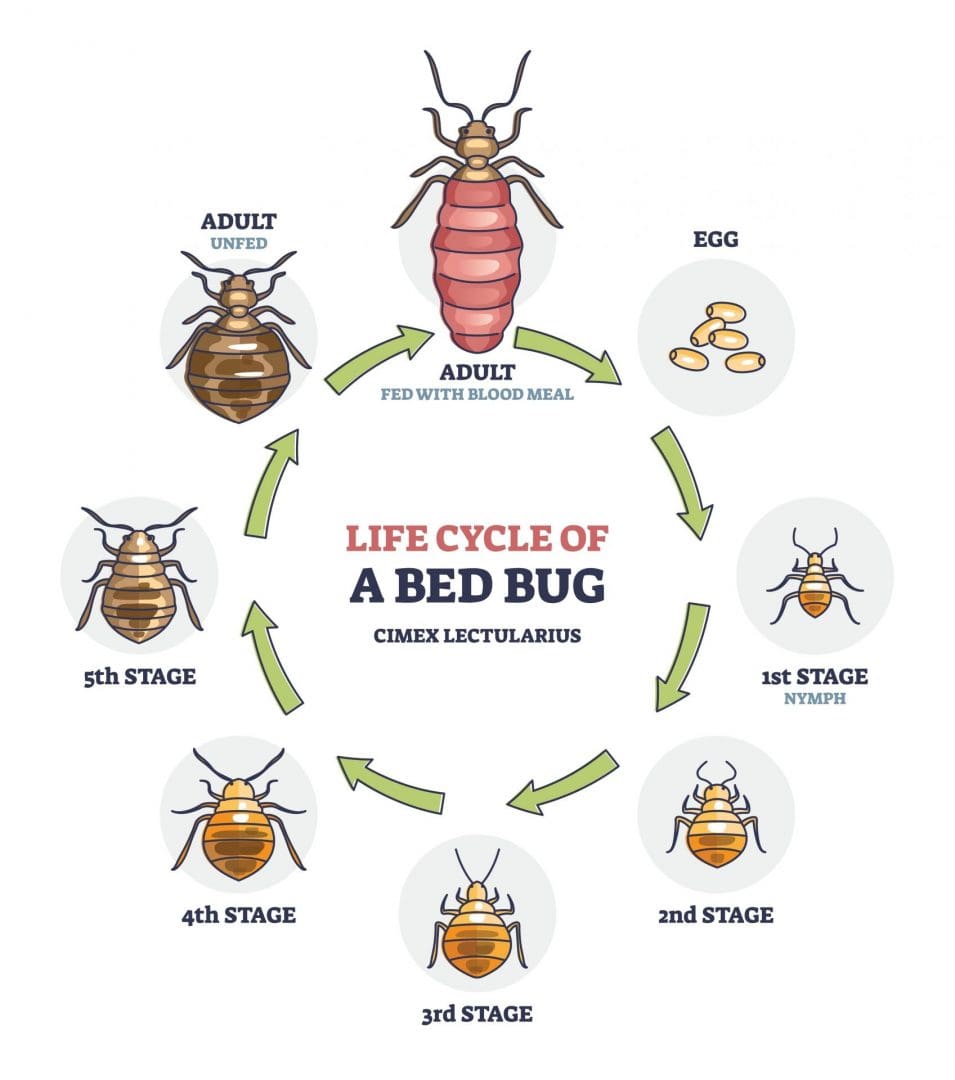 bed bug lifecycle