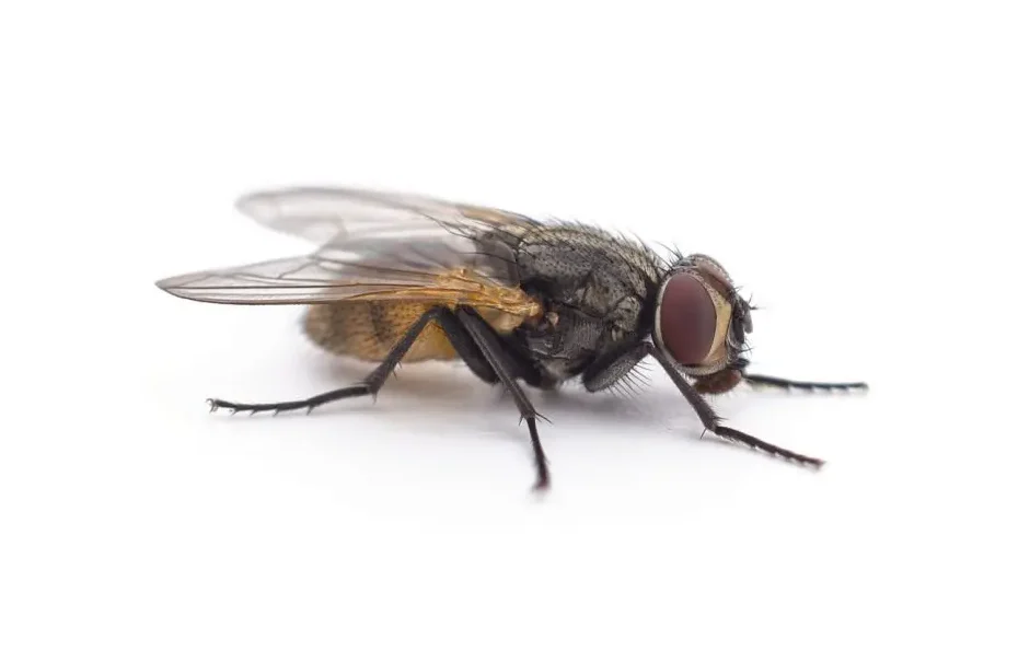 Lesser House Flies