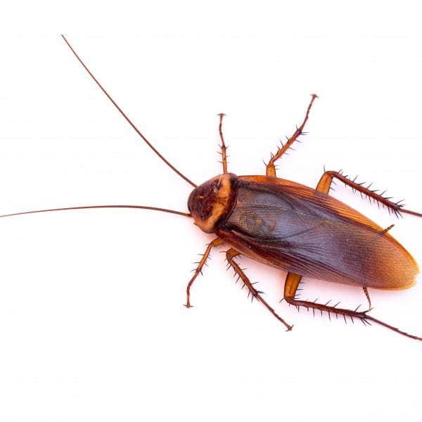 Cockroach control