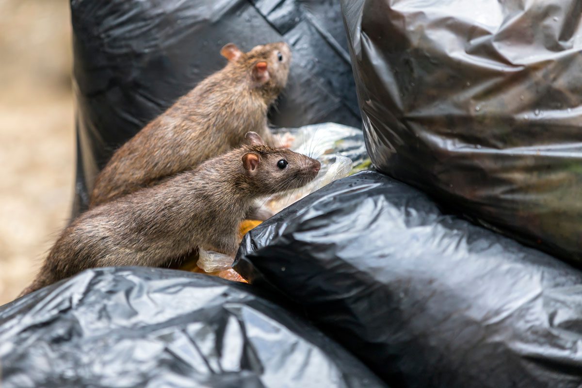 Rats on bin bags
