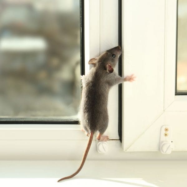 Rat climbing up a window