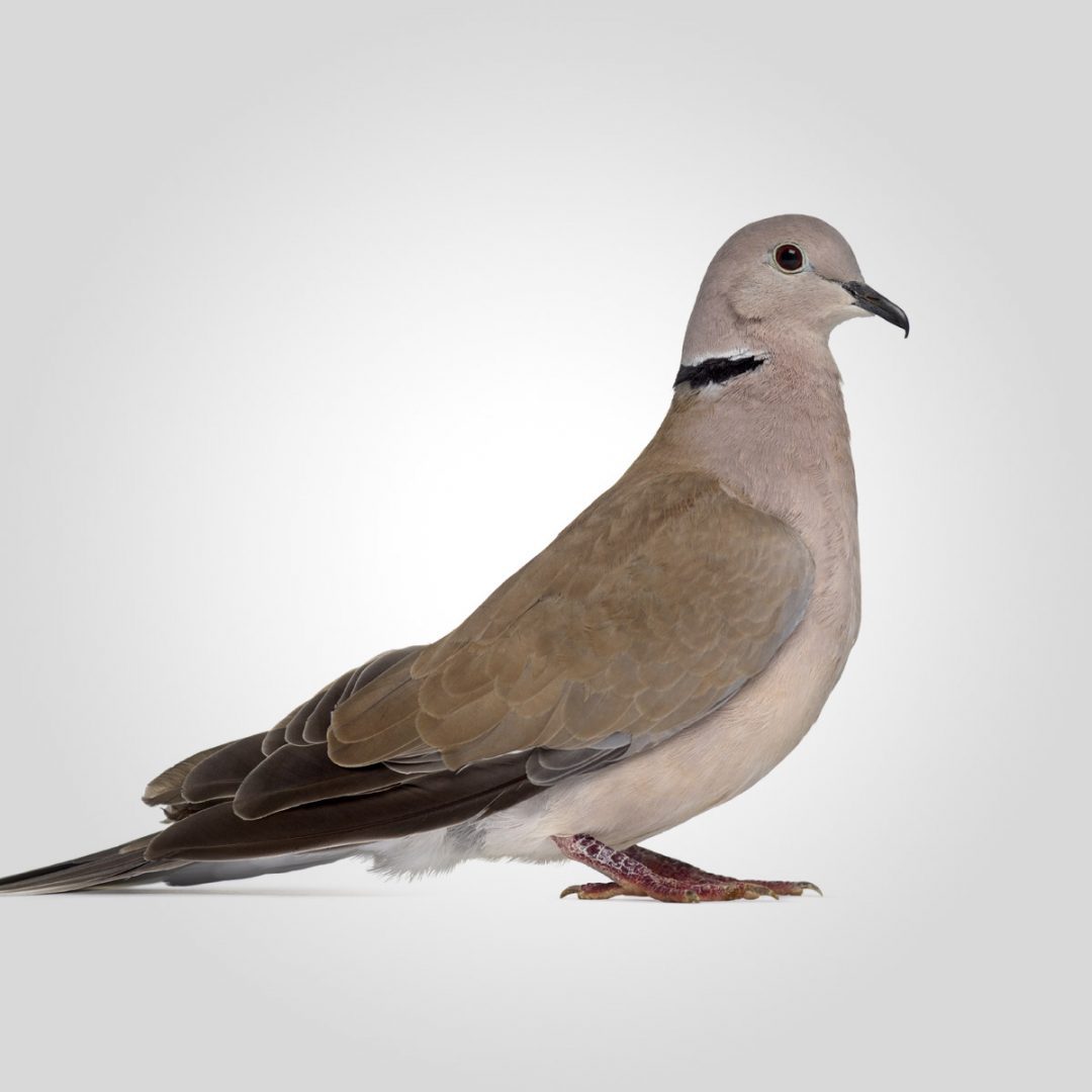 Types of Pigeon - Collared Dove