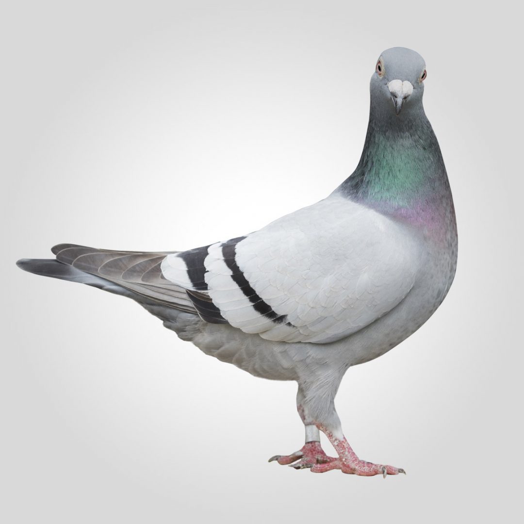 Types of Pigeon - Feral Pigeon