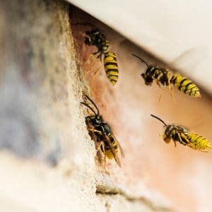 Wasps around roof