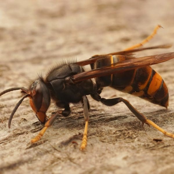 Asian Hornets