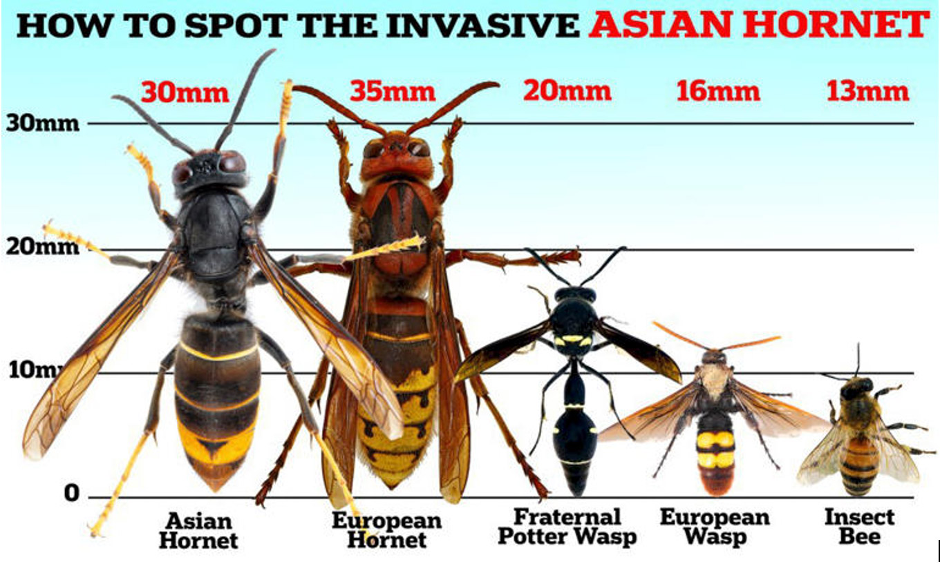 How to spot an Asian Hornet