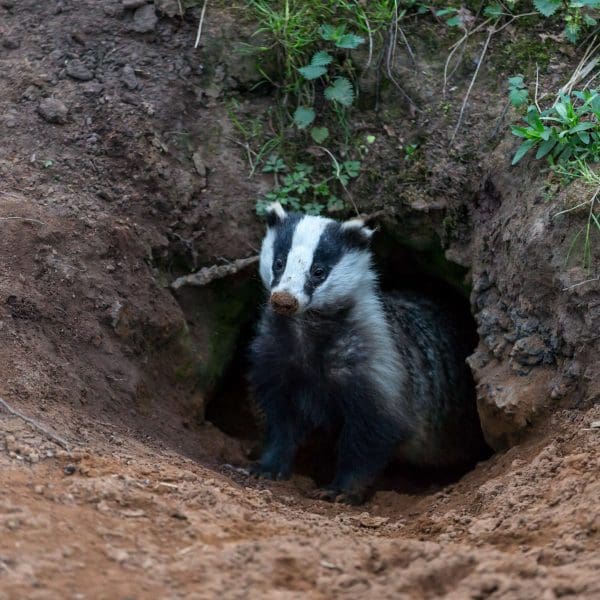 Badger control