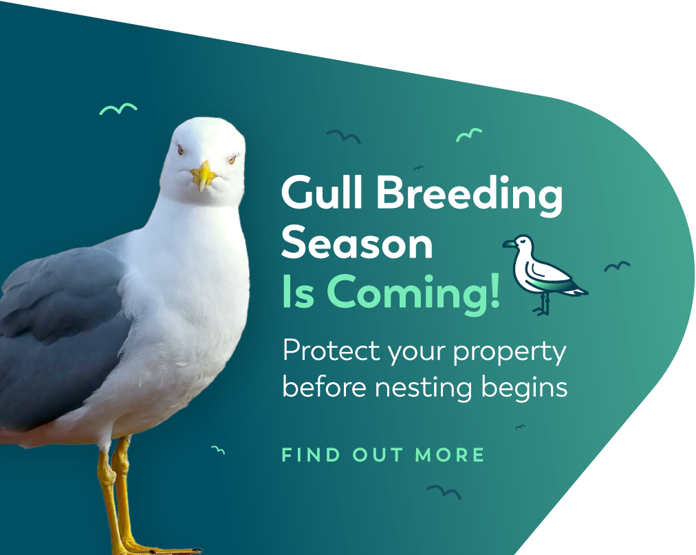 Gull Breeding Season Is Coming!