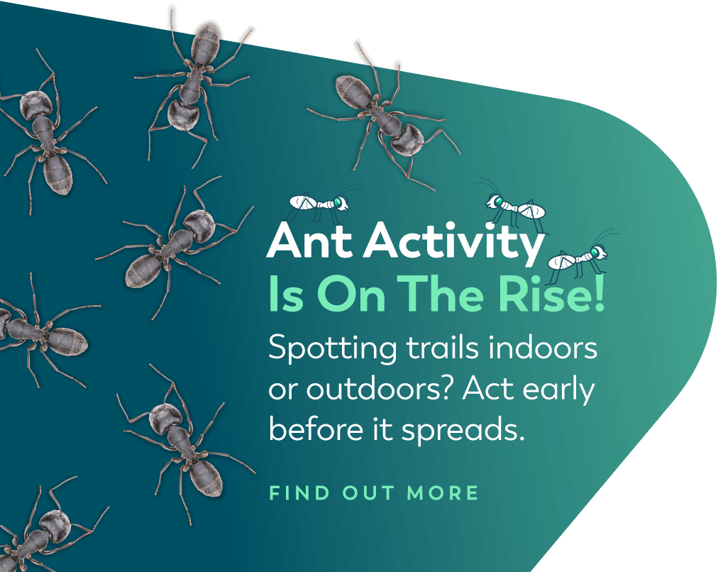 Ants crawling over CTA pop-out - Ant Activity on the Rise?